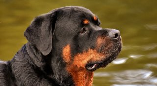 Rottweiler beißt Passantin: 22-jähriger Herforder wegen fahrlässiger Körperverletzung verurteilt