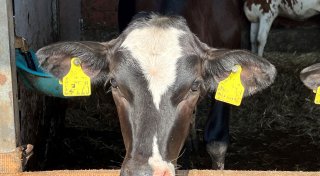 Maul- und Klauenseuche: Landwirt aus dem Kreis Höxter erklärt Virus-Verbreitung