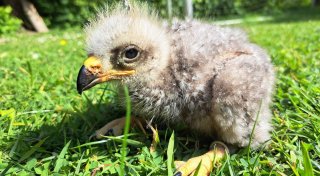 Seltene Art: Tierpark Olderdissen freut sich über Nachwuchs