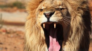 Löwe aus Zoo in Antalya entlaufen - ein Verletzter