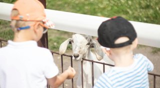 Hier gibt es Geparden, Otter und Adler: Tierparks und Zoos in OWL im Überblick