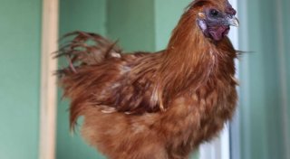 Tierheim Bünde appelliert: Diese Tiere brauchen ein neues Zuhause