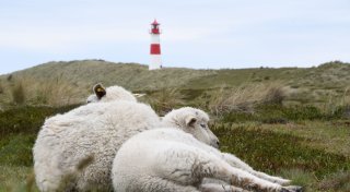 Goldschakal darf auf Sylt nicht mehr abgeschossen werden