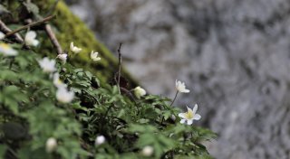 Leserfotos gesucht: So schön ist der Frühling im Kreis Höxter
