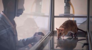 Riesenhamsterratten erschnüffeln Elfenbein und Hörner