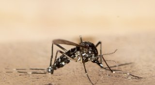 Chikungunya breitet sich in China aus - WHO warnt global