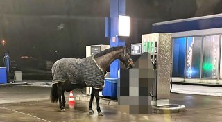 Frau spaziert acht Kilometer mit Pferd durch die Nacht - bis zur Tankstelle