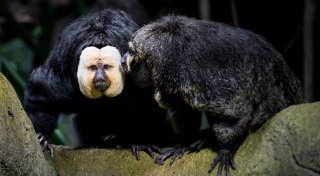 Empörung über Zoo-Besucher in Tschechien