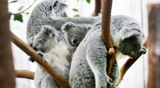 Zwei schwer kranke Koalas im Duisburger Zoo eingeschläfert