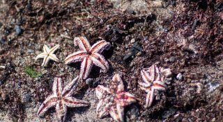 Seesterne und Krabben bewohnen Weltkriegsmunition in Ostsee