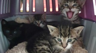 Winzige Katzenbabys werden in Bünde in zugeschnürtem Kartoffelsack gefunden