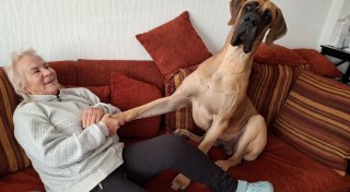 Der etwas andere Sofahund: Frau aus Kirchlengern mit Dogge erfolgreich