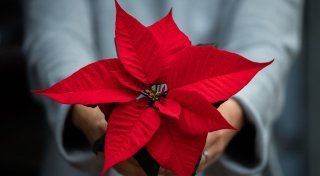 Weihnachtsstern, Amaryllis und Co: Tipps zum Übersommern
