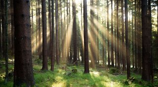 Europas Umwelt kränkelt - und das hat Folgen