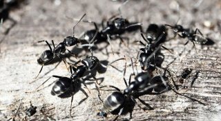 Aggressive Ameise breitet sich in Deutschland aus