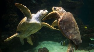 Schildkröten passen ihre Eiablage an den Klimawandel an