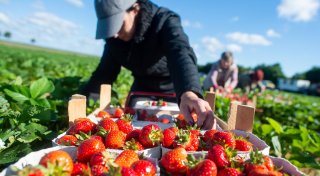 Tödliches Unglück: Warum rumänische Erntehelfer nach Höxter kommen