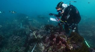 Zerstörerische Algenblüte in Südaustralien breitet sich aus