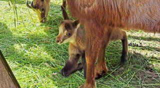 Nachwuchs im Bielefelder Tierpark: In Olderdissen wird es jetzt wieder besonders niedlich