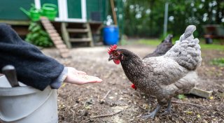 Gestiegene Nachfrage nach Eiern und Fleisch: Wie eine neue Hühnerrasse den Bedarf decken kann
