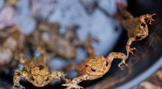 Werden immer weniger: Löhner Amphibien können noch helfende Hände gebrauchen