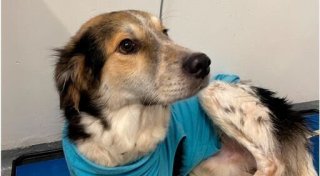 Bielefelder Hund Daniel geht es besser - auch dank der Spenden von „NW“-Lesern