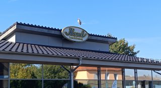 Beliebtes Fotomotiv: Jungstorch sorgt in Rödinghausen für Aufsehen