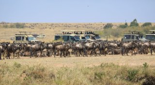 Spektakuläre Wanderung der Gnus - Sorge vor Übertourismus