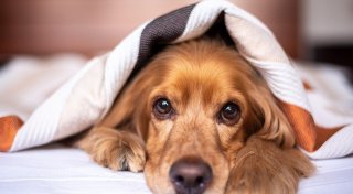 Neue Bankfiliale, Tierverkauf im Internet und Lübbeckerin im TV