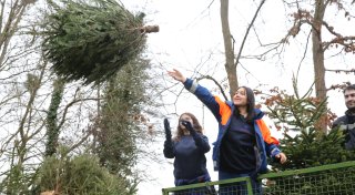 Alle Infos und Termine: Wann in Enger und Spenge Weihnachtsbäume eingesammelt werden