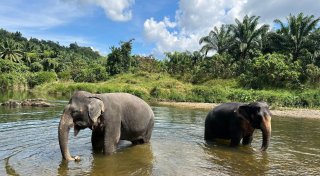 Verhütungsspritze für Elefanten in Thailand