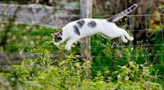 5 Tipps für einen katzensicheren Garten