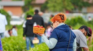 Dreiste Erdbeerpflücker: Muss man auf Gütersloher Erdbeerfeldern bald Eintritt zahlen?