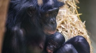 Bonobo-Baby im Kölner Zoo geboren