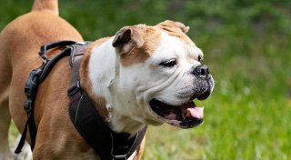 Hund aus Qualzucht kaufen? Bielefelder Expertin erklärt, worauf es ankommt