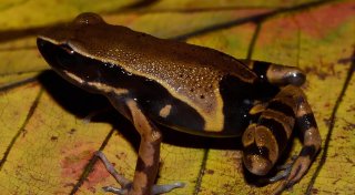Kongobecken ist «Schatztruhe der biologischen Vielfalt»