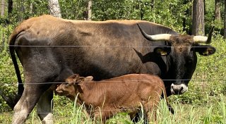 Seltene Tierarten erleben ein Comeback
