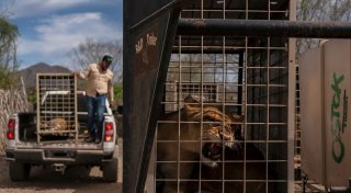 700 Wildtiere ziehen wegen Gewalt in Mexiko um
