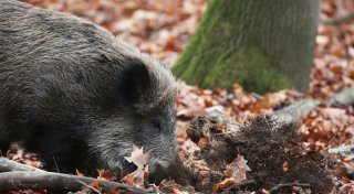 Sorge wegen Schweinepest: Wildschweine im Kreis Paderborn tot aufgefunden