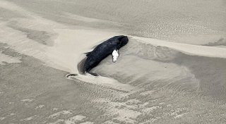 Toter Wal auf unbewohnter Nordseeinsel entdeckt