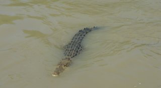Krokodil tötet Frau in Indonesien