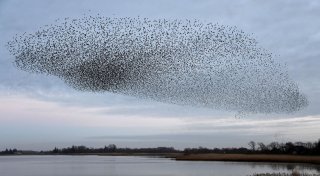 Wenn die Zugvögel zurückkehren