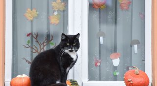 Halloween ohne Stress: Tipps für entspannte Vierbeiner