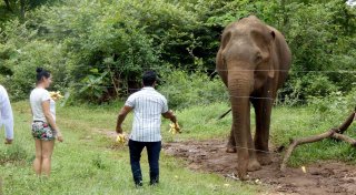Experten warnen Touristen: Keine wilden Elefanten füttern