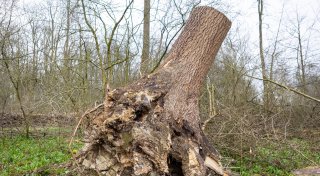 Sechs Monate nach Ende der Paderborner Baumschutzsatzung: Für wen hat es sich gelohnt?