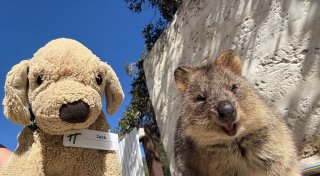 Vergessener Plüschhund Jack wird Internetstar in Australien