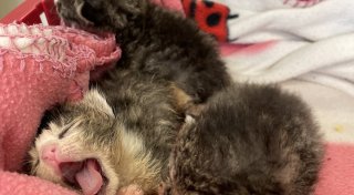 Mit Video: So süß schauen die in Baumheide gefundenen Katzenbabys heute aus