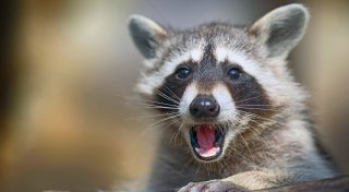 Waschbären im Kreis Paderborn: Diese Tipps helfen gegen die Tiere
