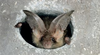 Familienabenteuer am Ulenburger Wald: Fledermaus-Wanderung in Löhne