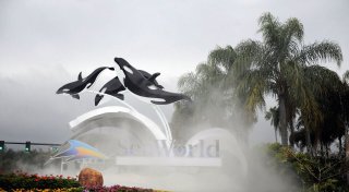 Dertour: Keine Ausflüge mehr zu Seaworld und Loro Parque